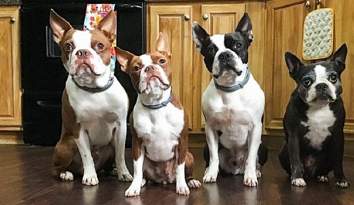 Turbo, Tesla, Jaxson, and Daisy