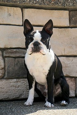 Buckley